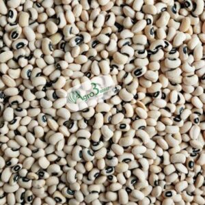 whatsapp image 2025 08 25 at 13.41.13