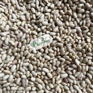 whatsapp image 2025 08 25 at 13.41.15 (1)