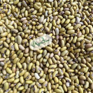 whatsapp image 2025 08 25 at 13.41.17