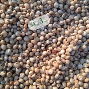 white sorghum