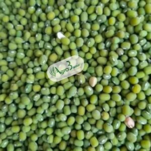 whatsapp image 2025 08 27 at 00.32.55