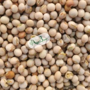 pigeon peas